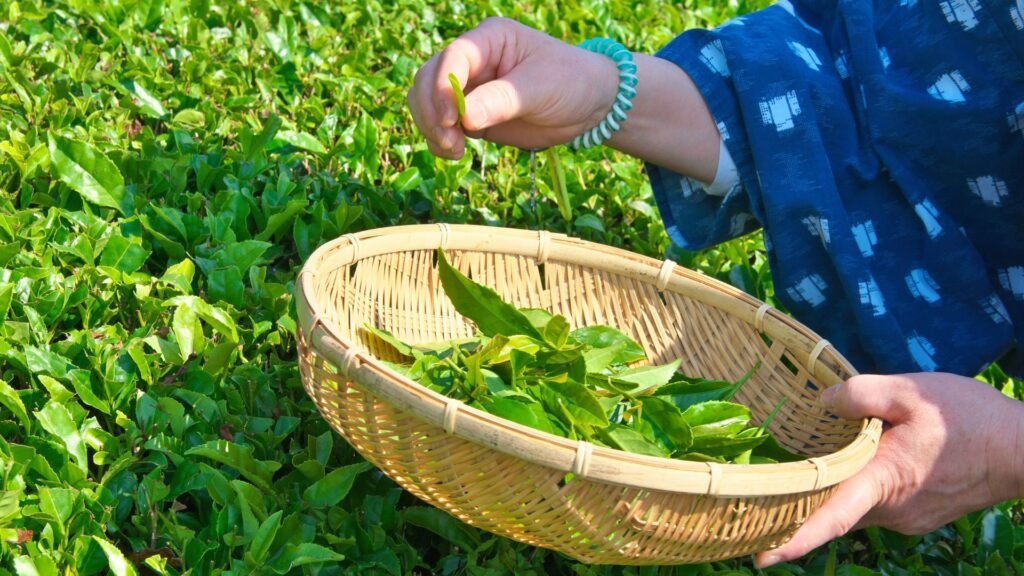 Origen del té Matcha